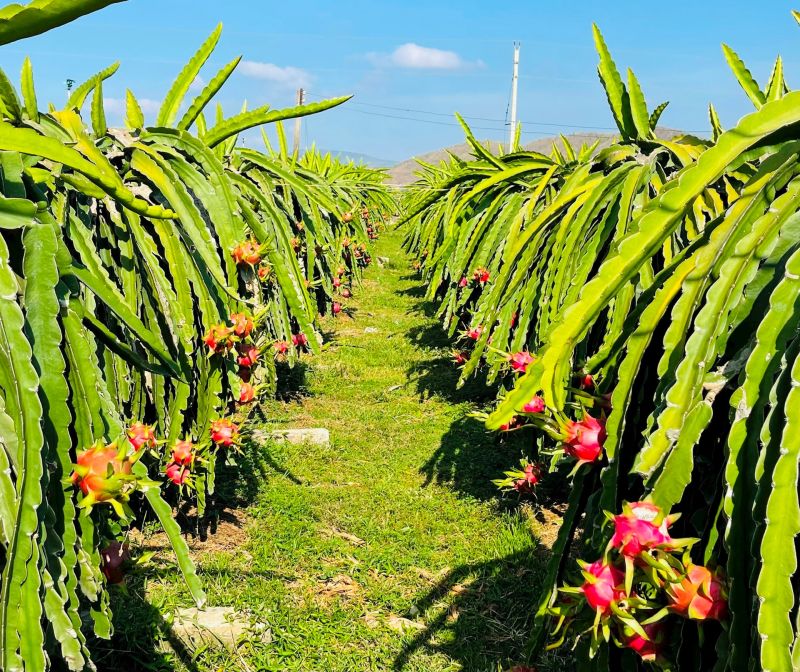 Dragon fruit