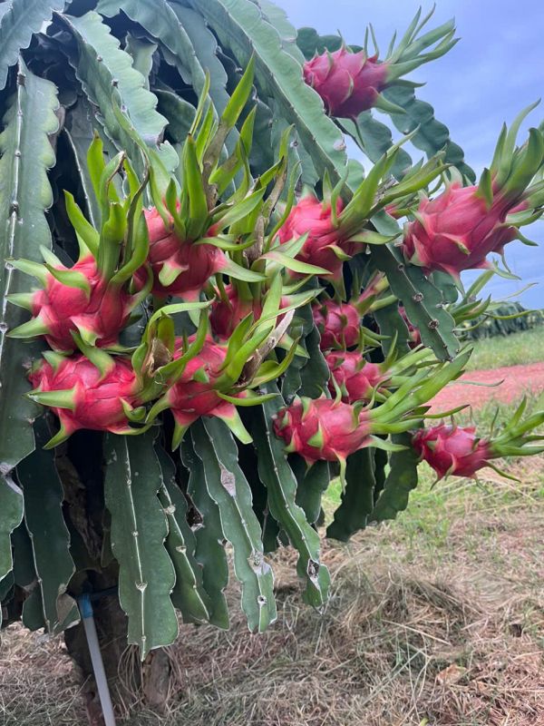 Dragon fruit