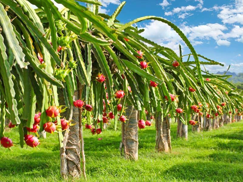 Dragon fruit