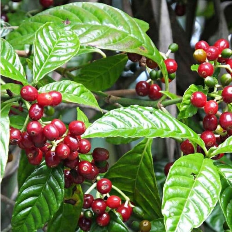 Arabica Coffee (Coffea arabica)