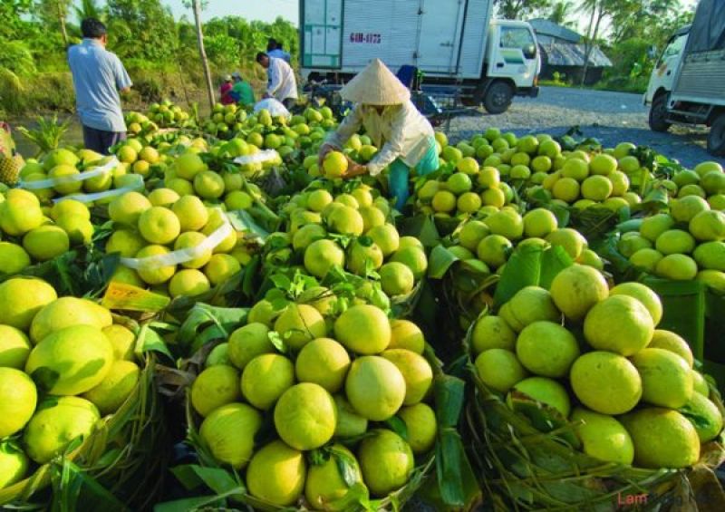 Pomelo