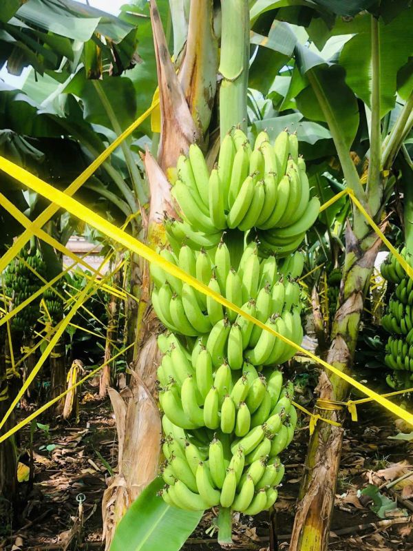 Cavendish Banana