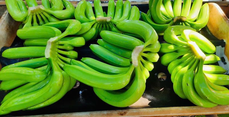 Cavendish Banana