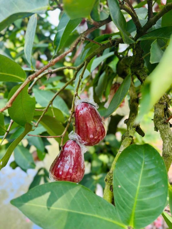 Rose Apple