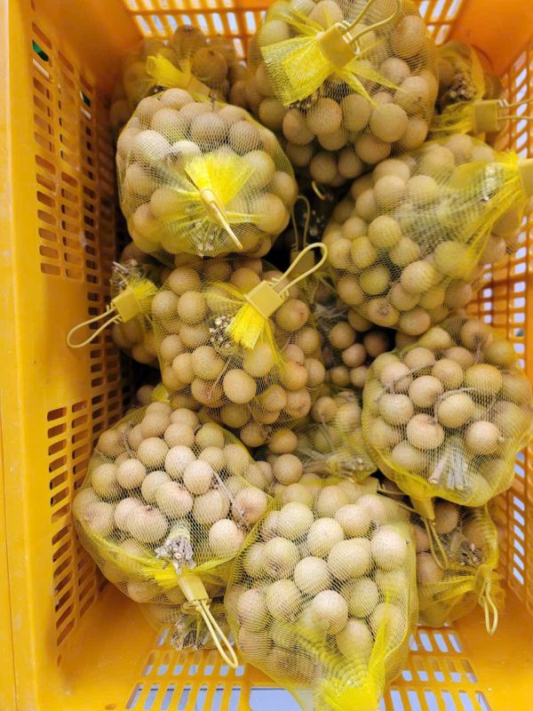 Longan