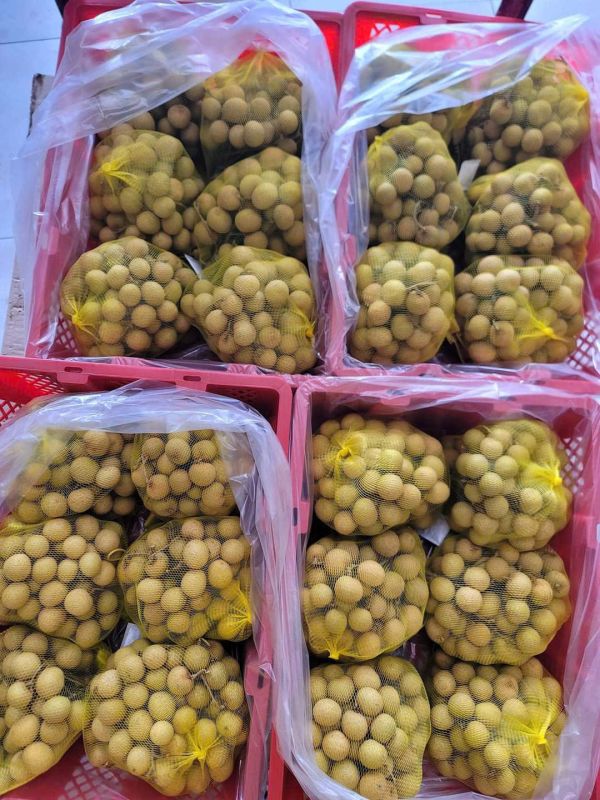 Longan