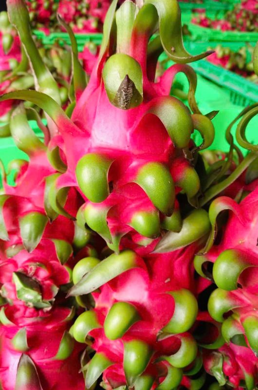 Red dragon fruit