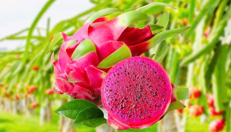 Red dragon fruit