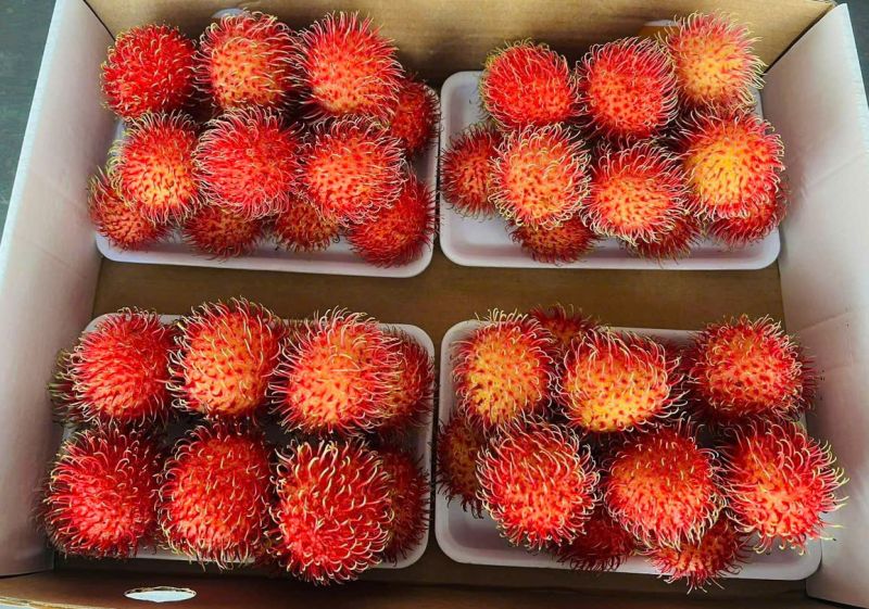 Rambutan