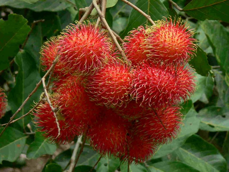 Rambutan