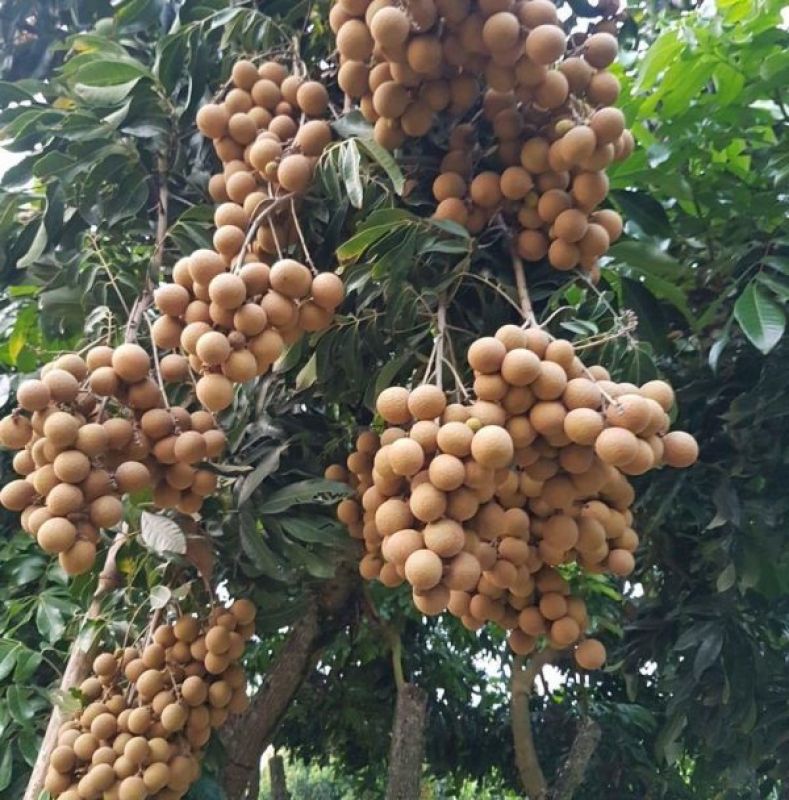 Longan