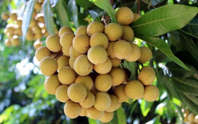 Longan