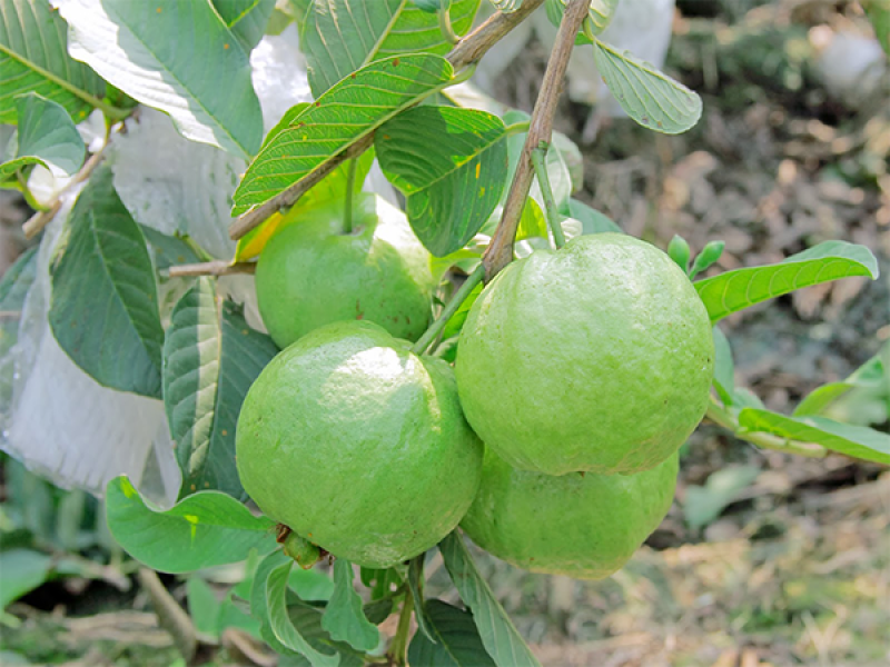 Guava