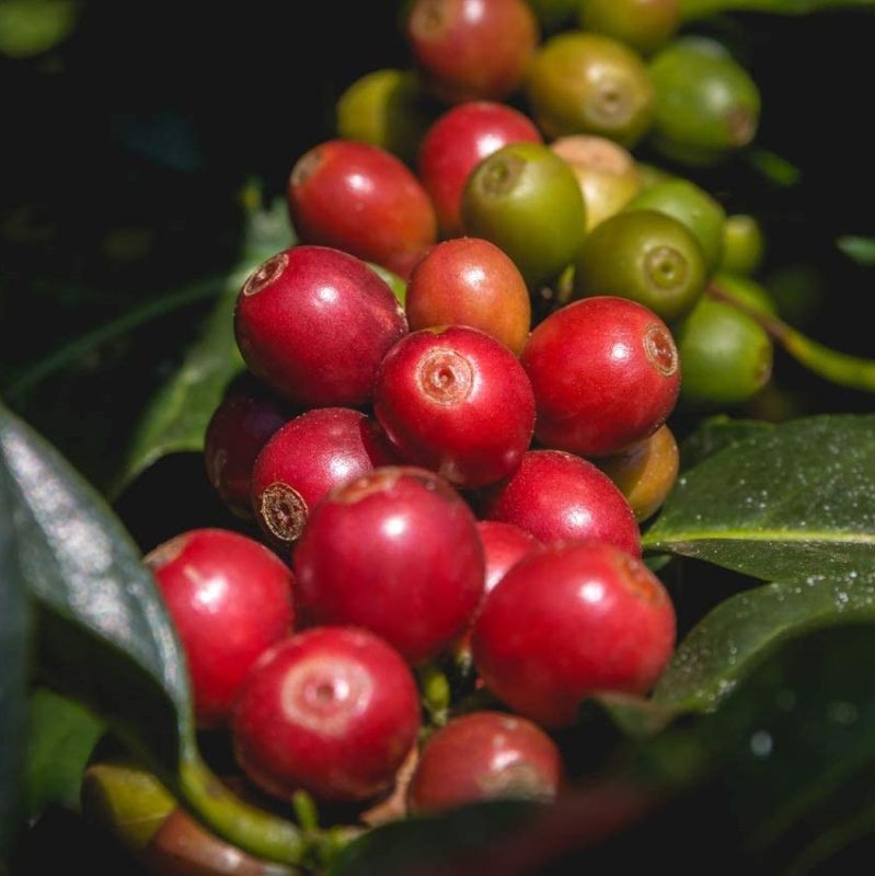 Robusta Coffee (Coffea canephora)