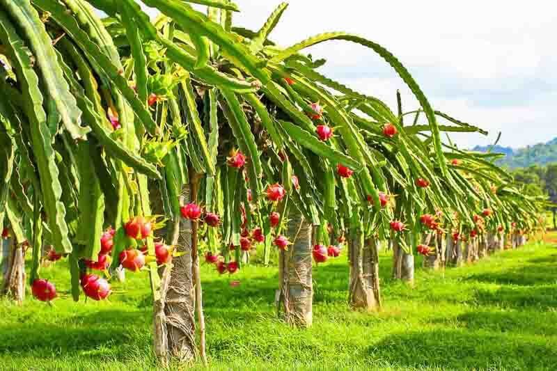 DRAGON FRUIT EXPORT – DO FARMERS HAVE TO CHANGE DIRECTION?