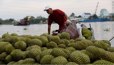 DURIAN EXPORTS EXPERIENCE EXPLOSIVE GROWTH